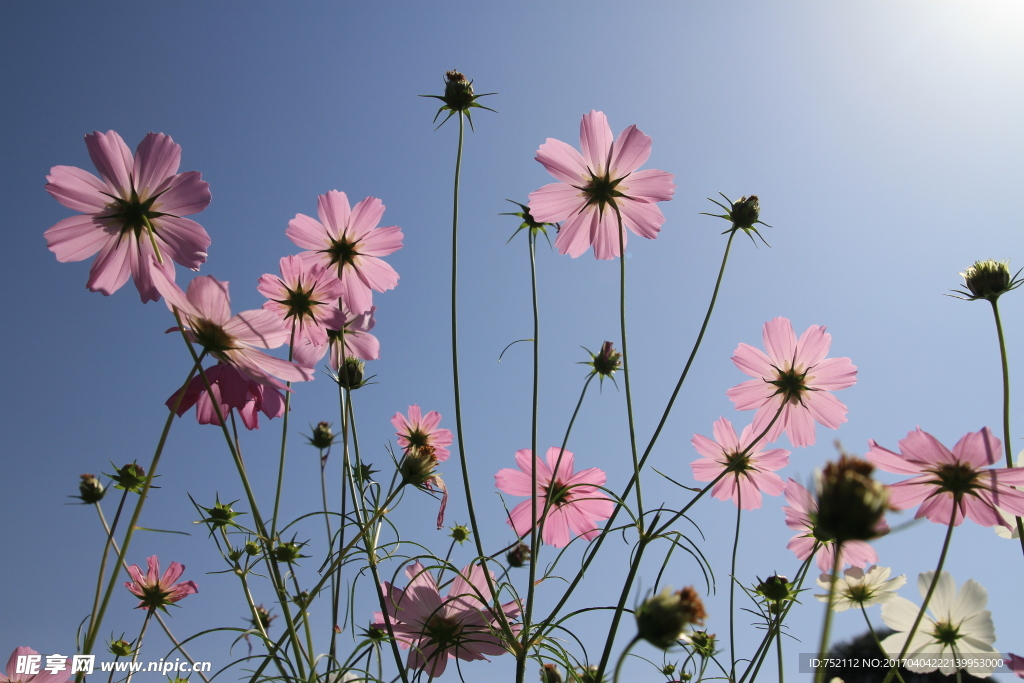 格桑花