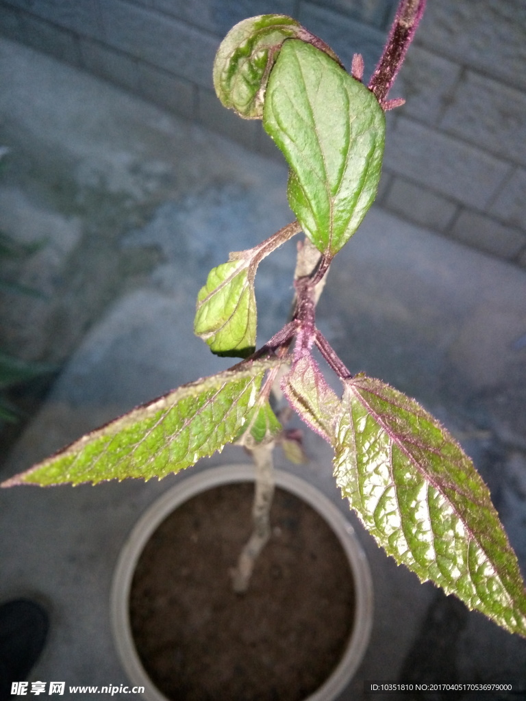 盆景植物