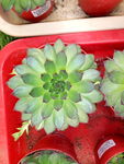 绿色 多肉植物