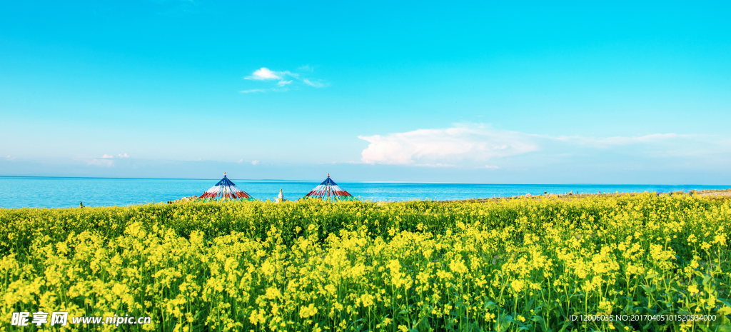 青海湖畔油菜花