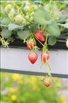 草莓 大棚 食物 蔬菜 水果