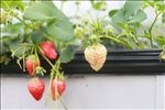 草莓 大棚 食物 蔬菜 水果