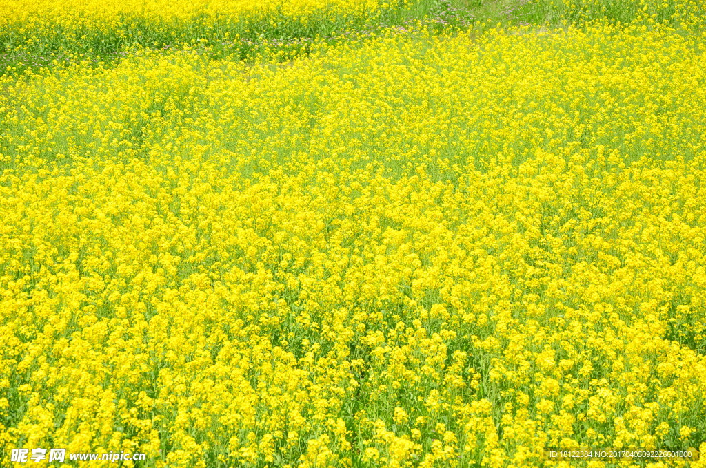 美丽的油菜花