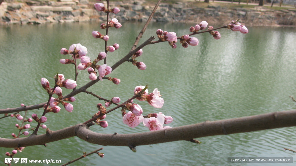 榆叶梅