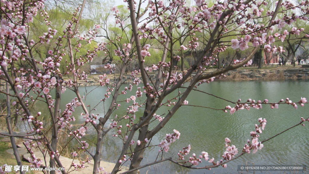榆叶梅