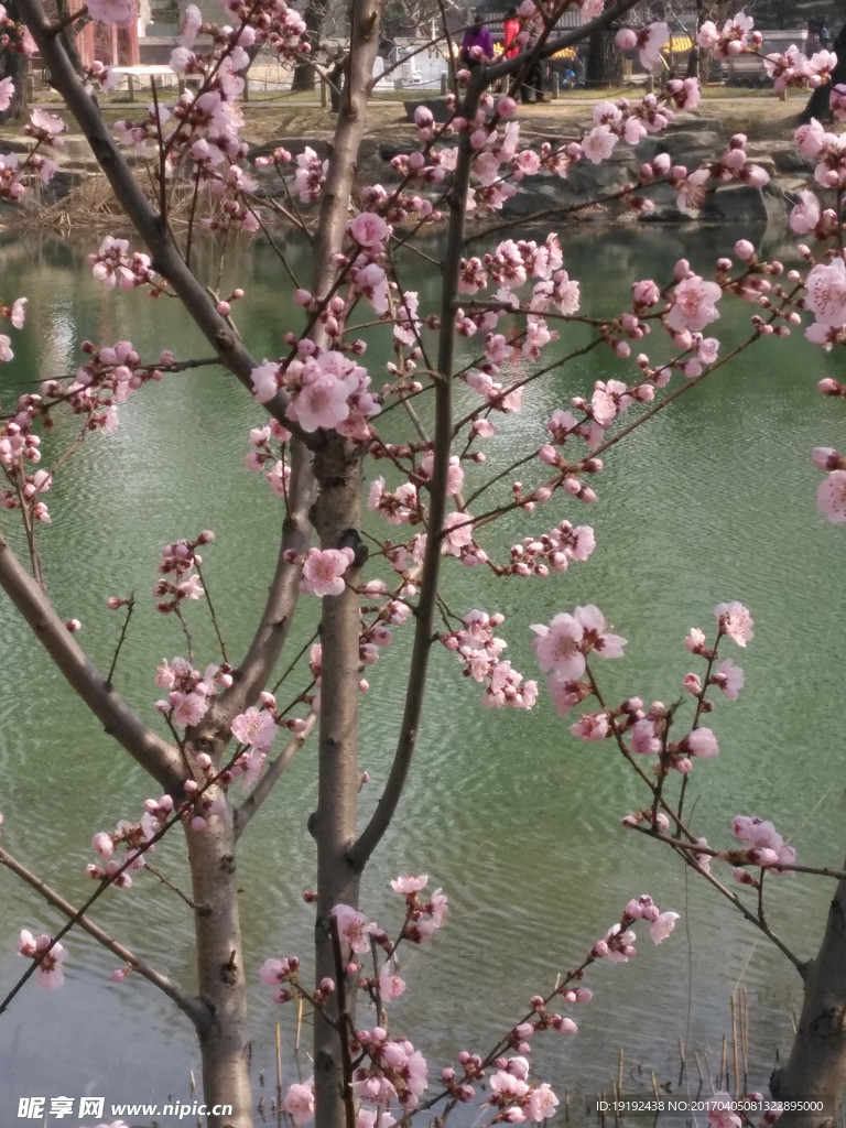 榆叶梅