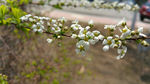 春天 白花 花枝