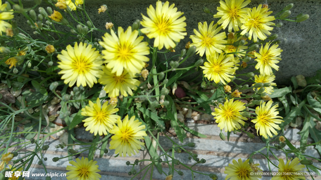 春天 黄色野花