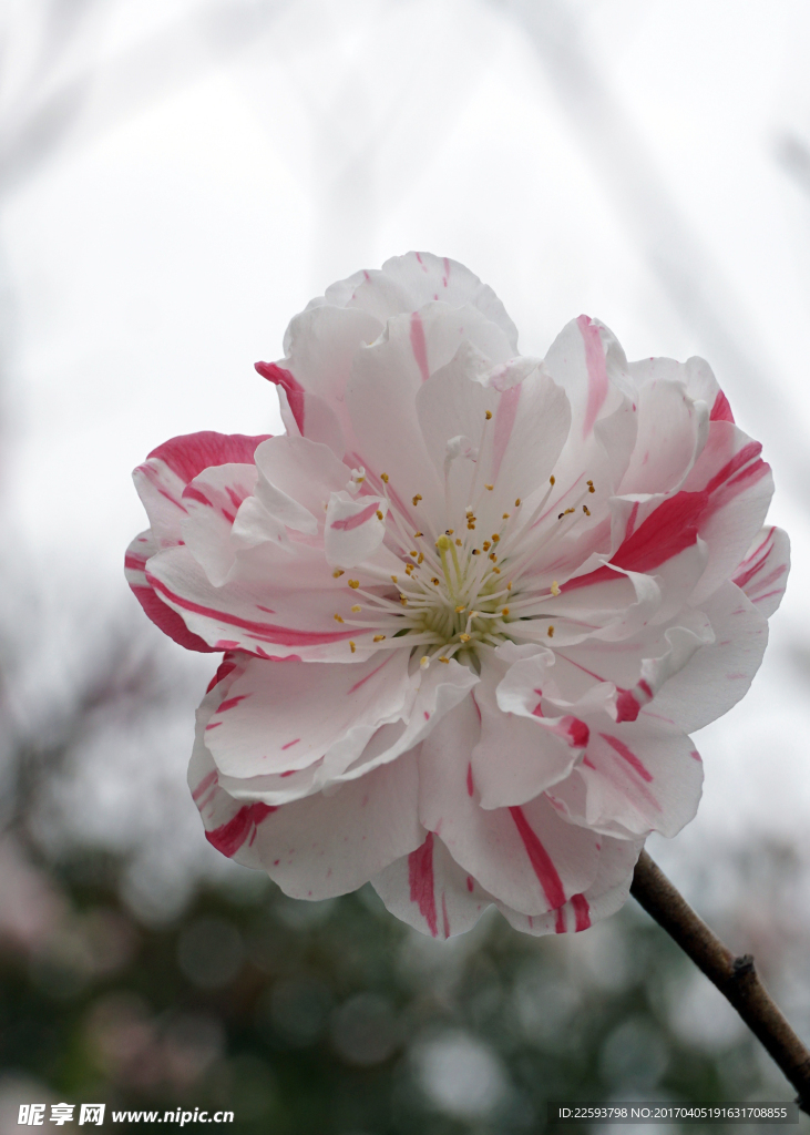 观赏桃花五色挑花图片