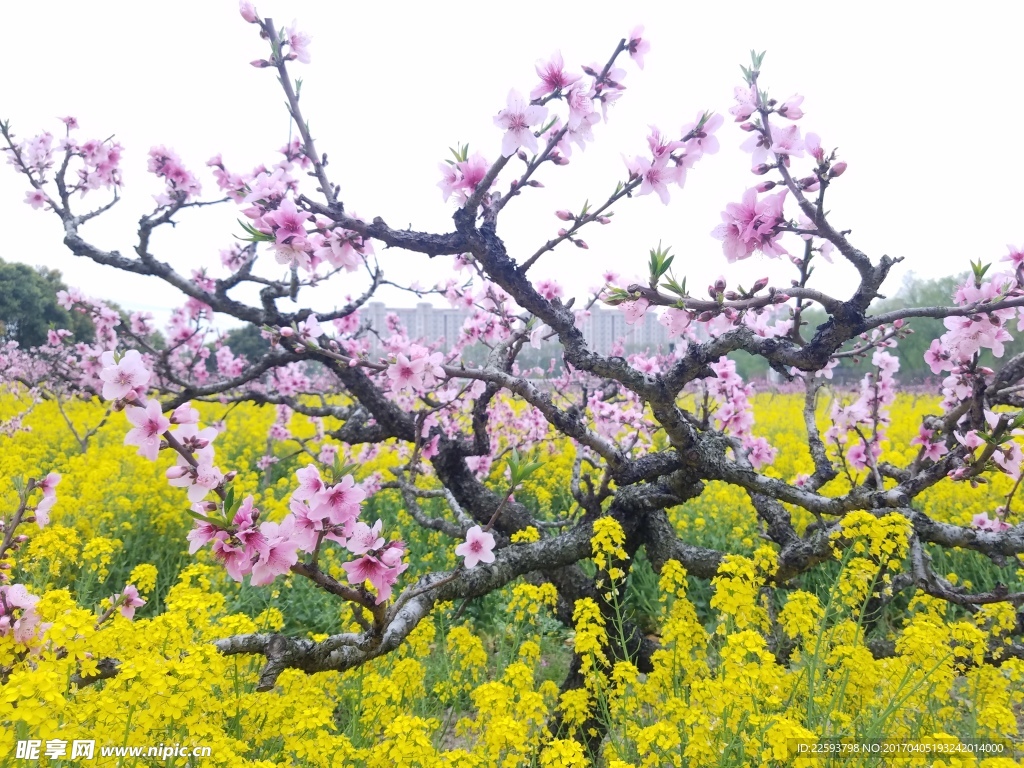 一棵桃花树