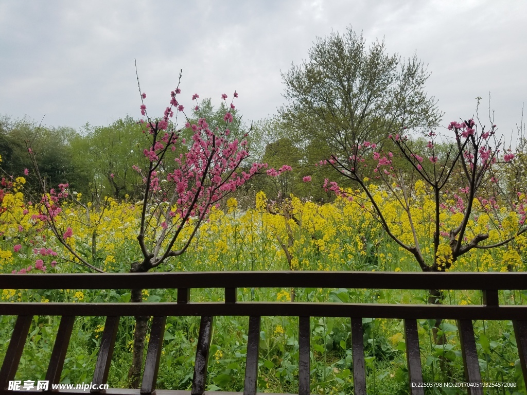 桃花和油菜花