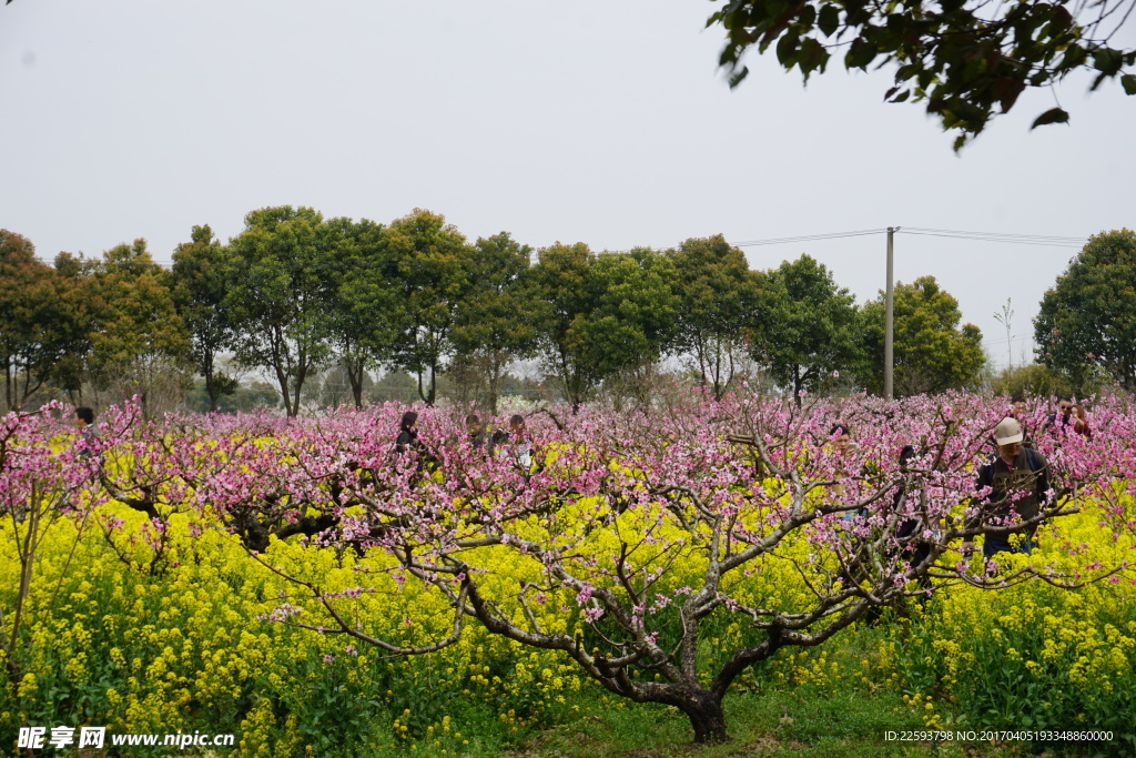 桃花和油菜花图片