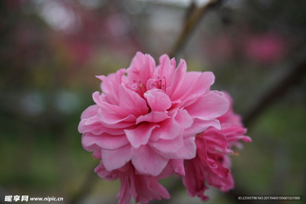 粉红碧桃花图片