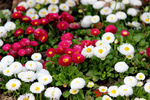 雏菊