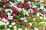 雏菊