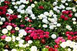 雏菊