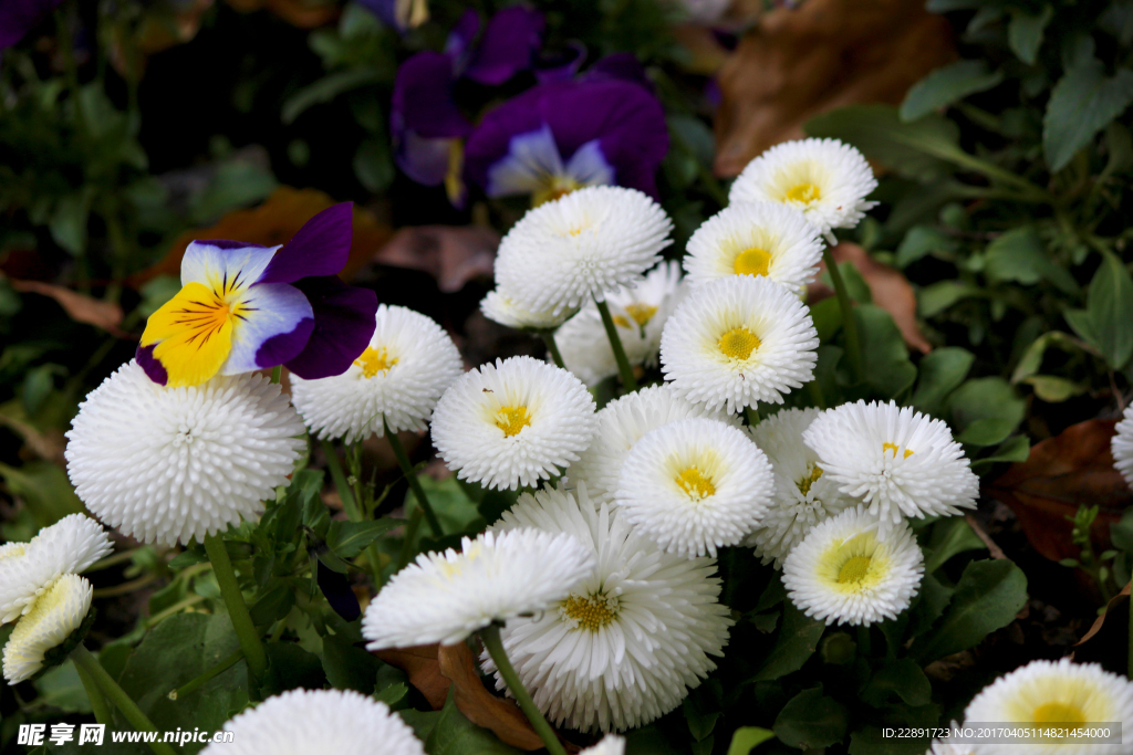 雏菊