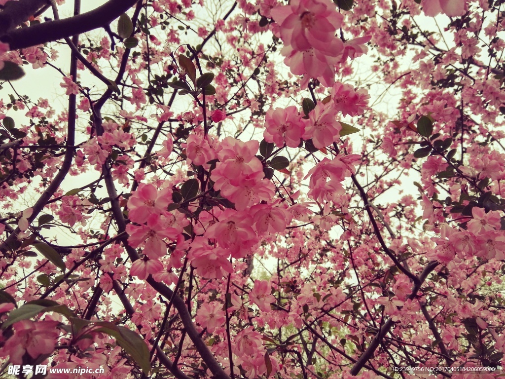 桃花林