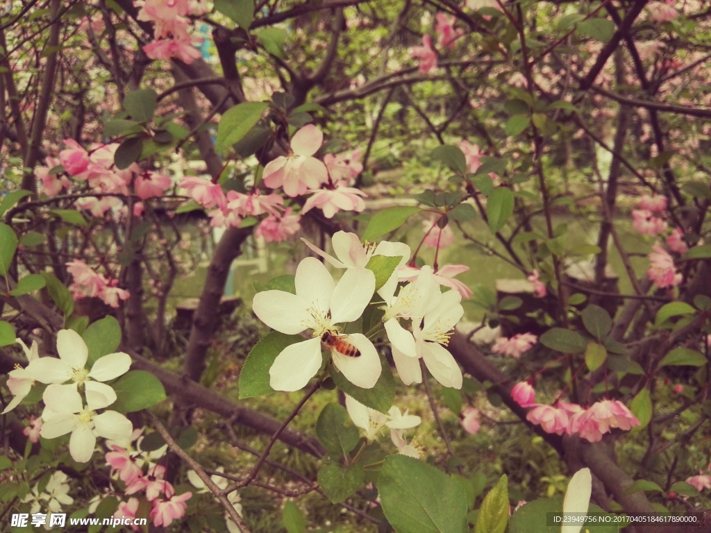 桃花 桃林