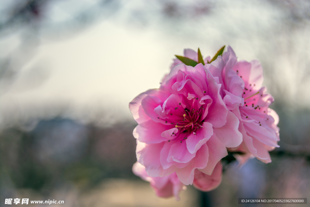 桃花