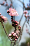花卉