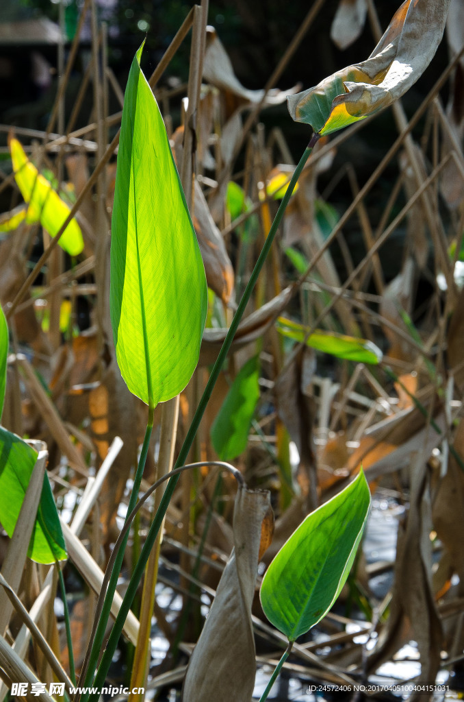 背光叶子 水生植物