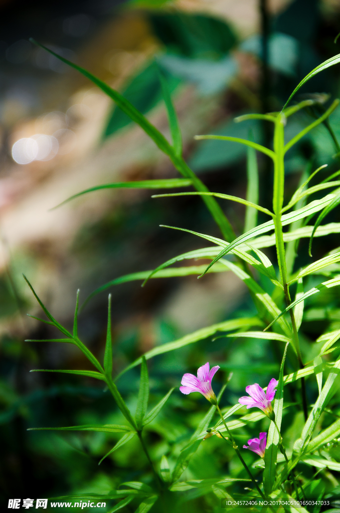 红花酢浆草 四叶草花