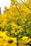 油菜花