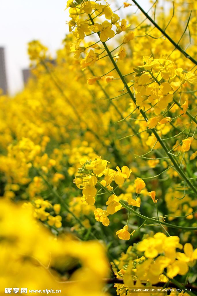 油菜花