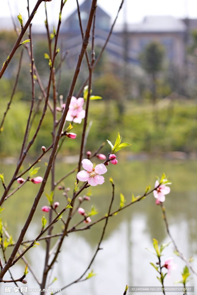 桃花