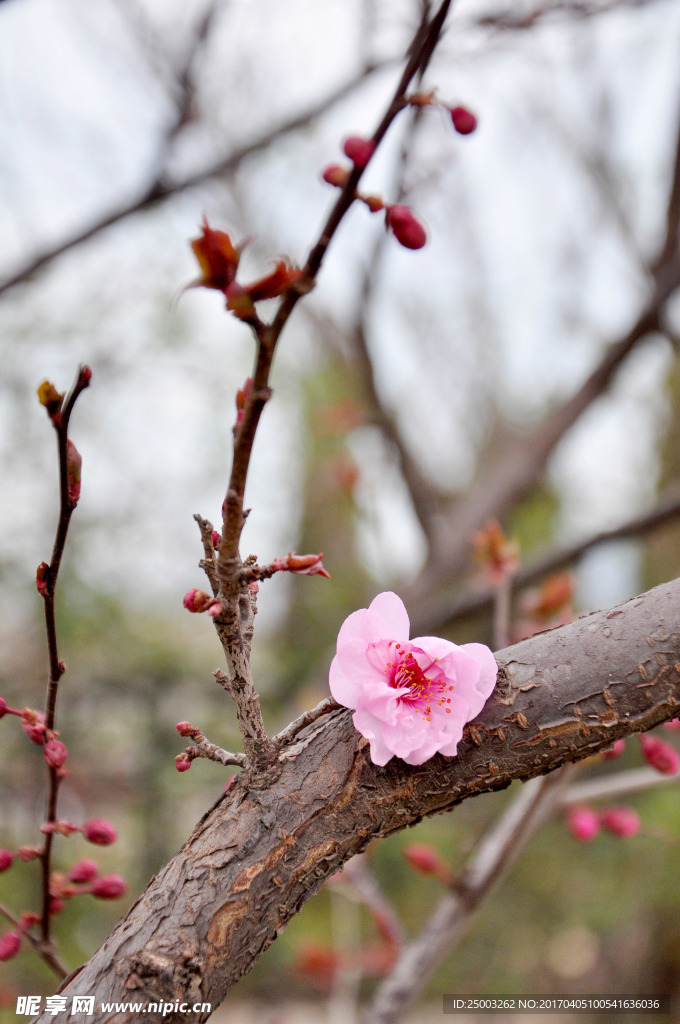 新桃花