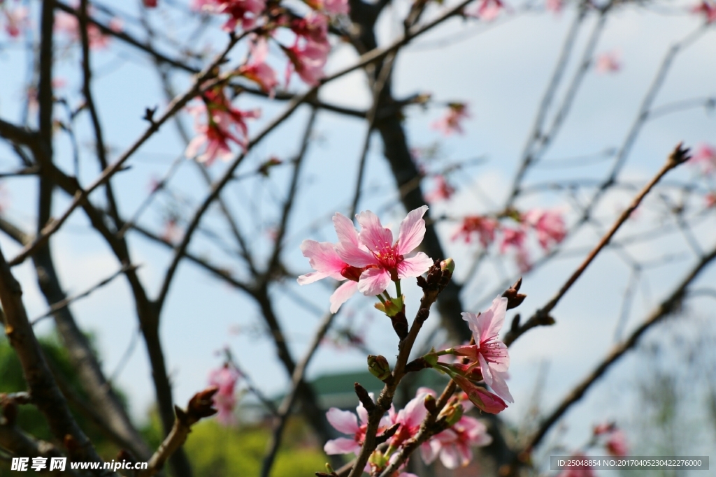 樱花