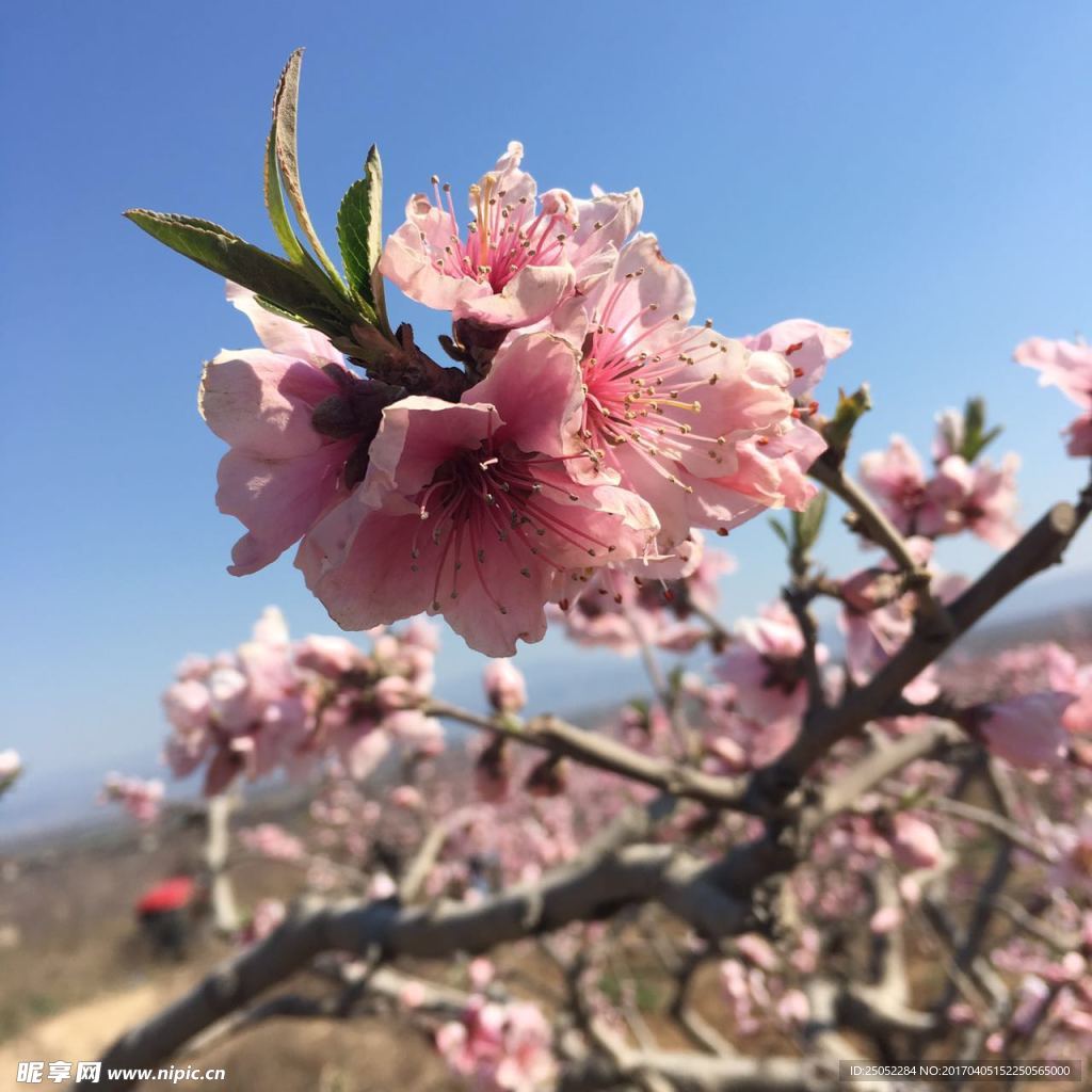 桃花