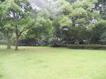 草地