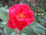月季花