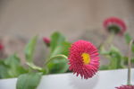 雏菊