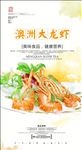 澳洲大龙虾