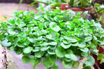 植物叶子