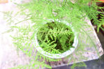 植物叶子