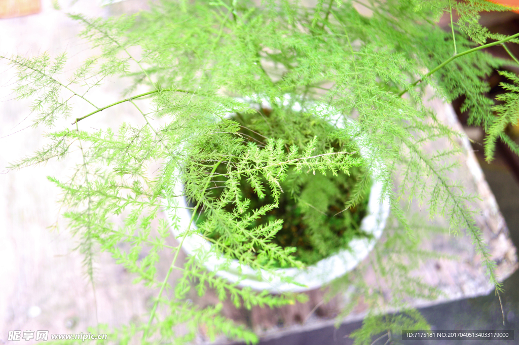 植物叶子