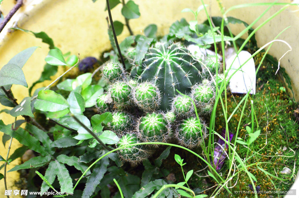 植物叶子