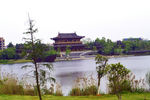 树枝 树林 树叶 树 草地春