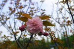 海棠花