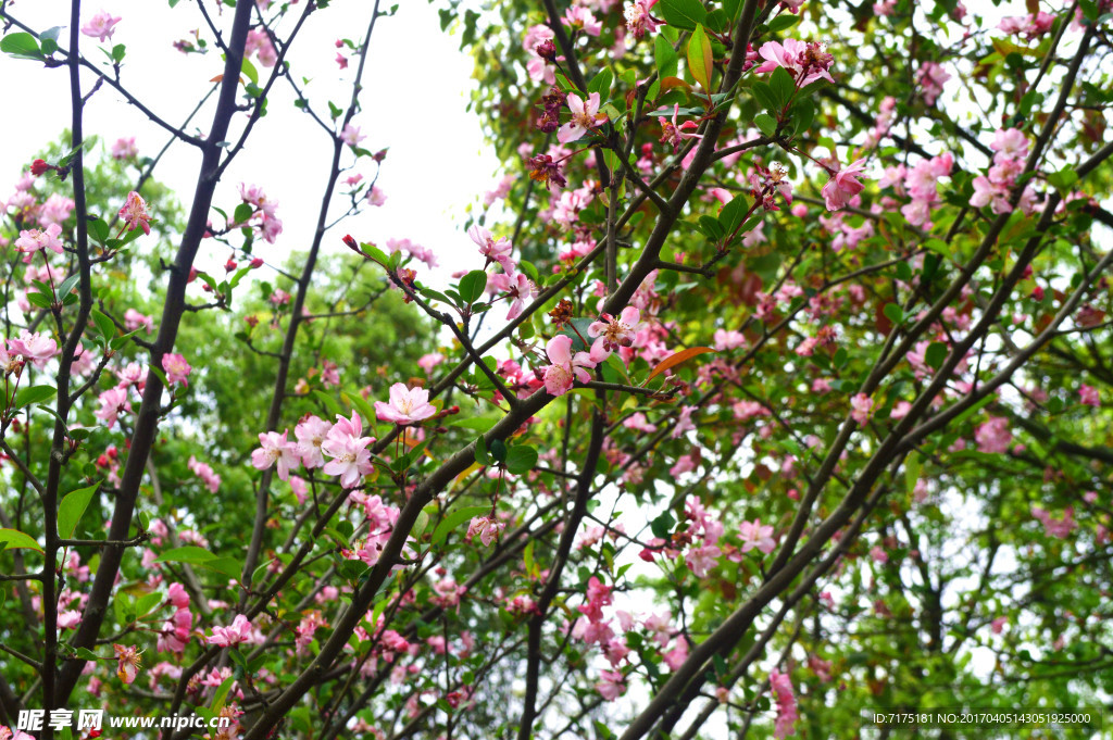 粉色花