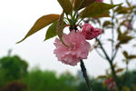 花树
