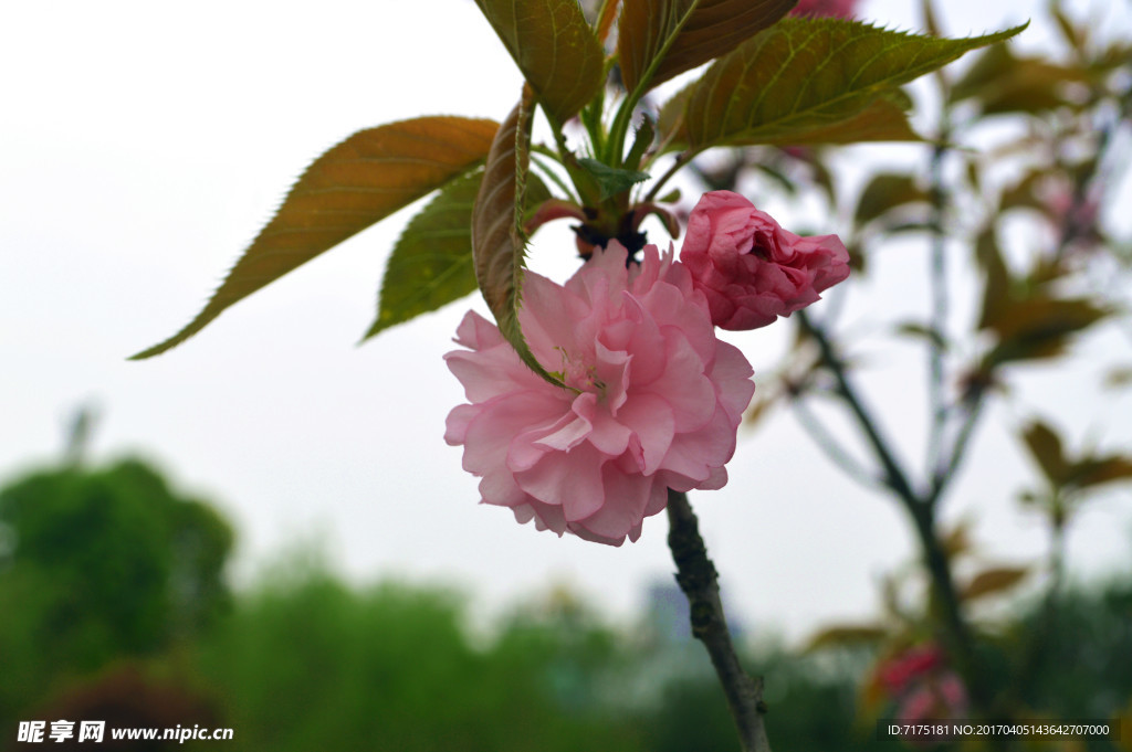 花树