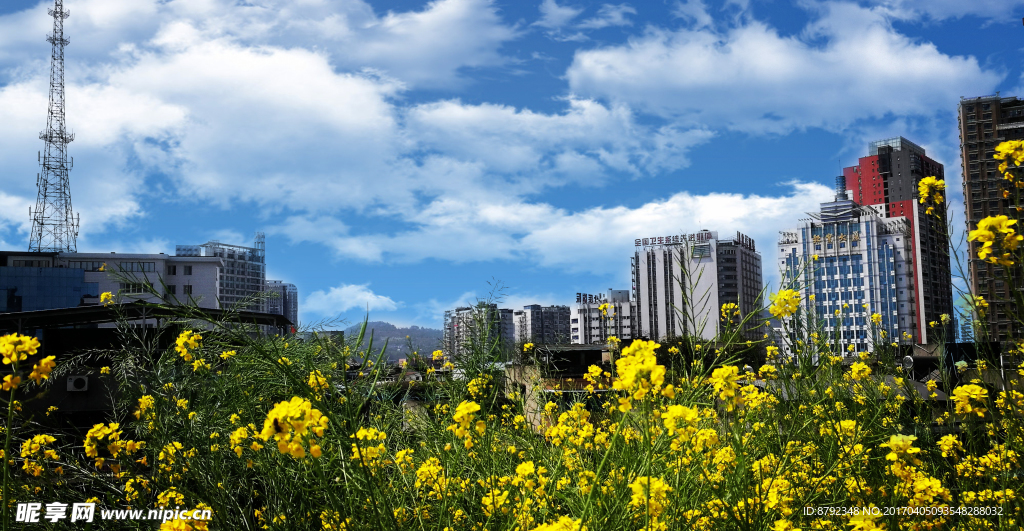 城市楼顶油菜花花园风景