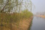 河边垂柳