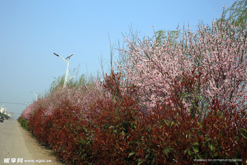 路边桃花