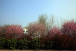 路边桃花